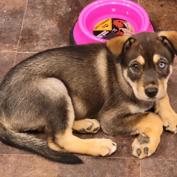 Meet your Posher, Brittny - Picture 1 of 1